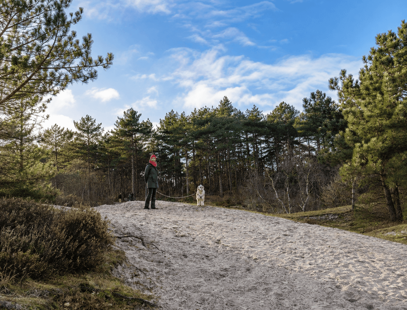 Schoorlse Duinen met de hond