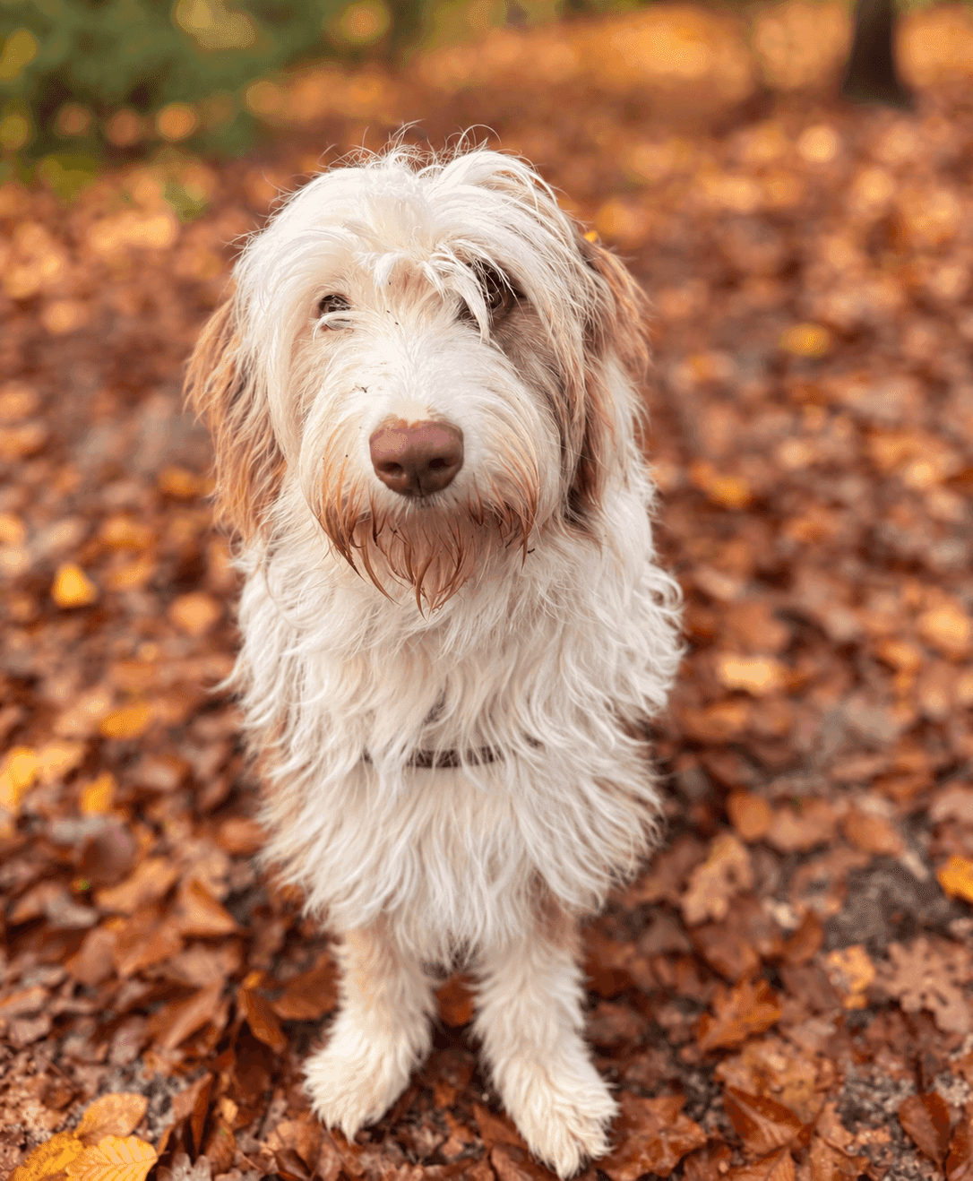 Losloopgebieden rond Apeldoorn: 9 plekken waar je hond los mag