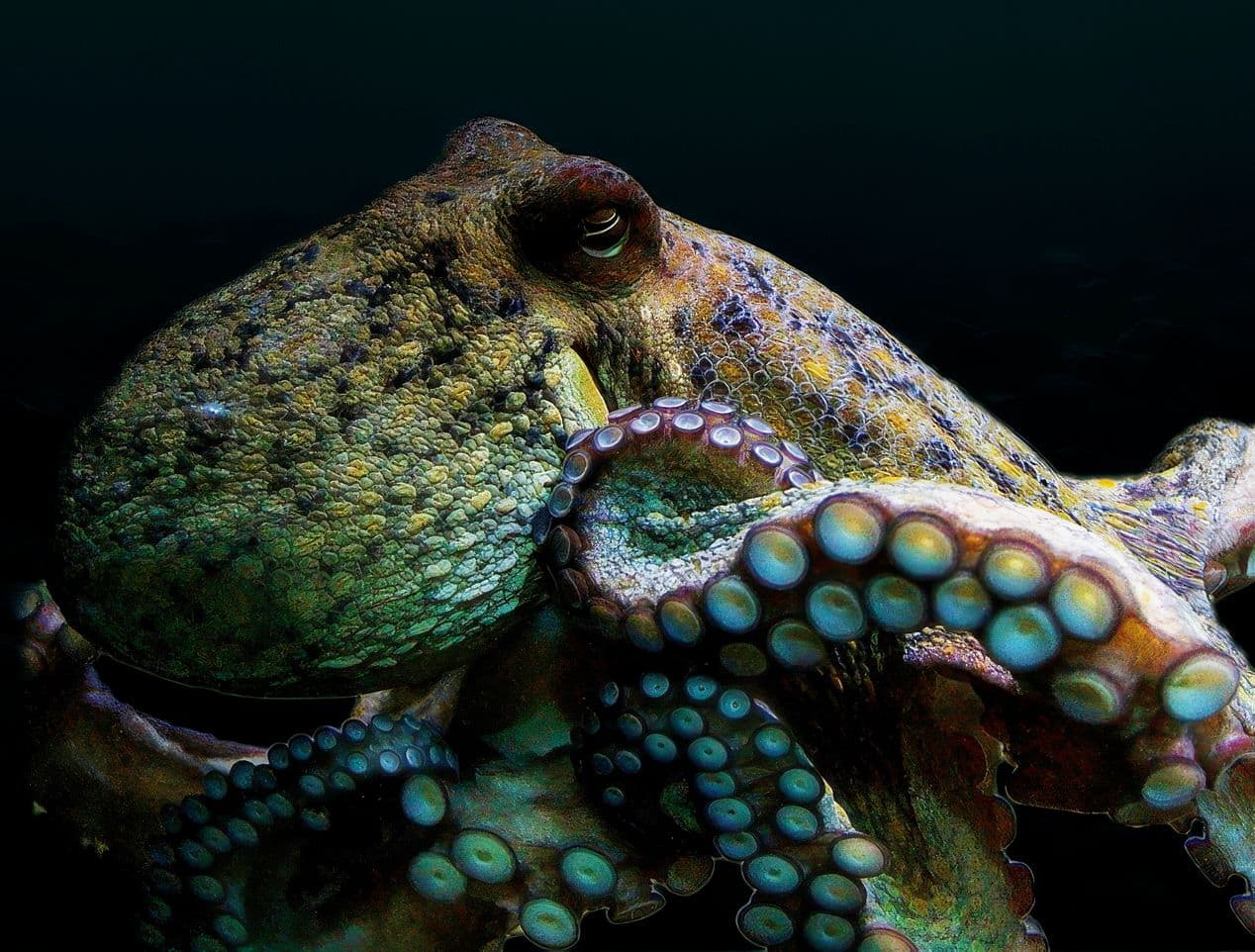 Zee Aquarium Bergen aan Zee