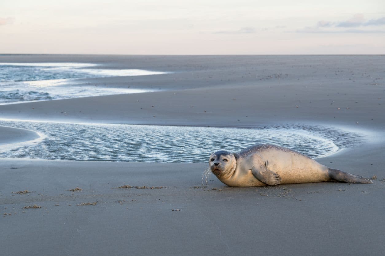 Zeehonden spotten op de Waddenzee met hond vanuit Harlingen