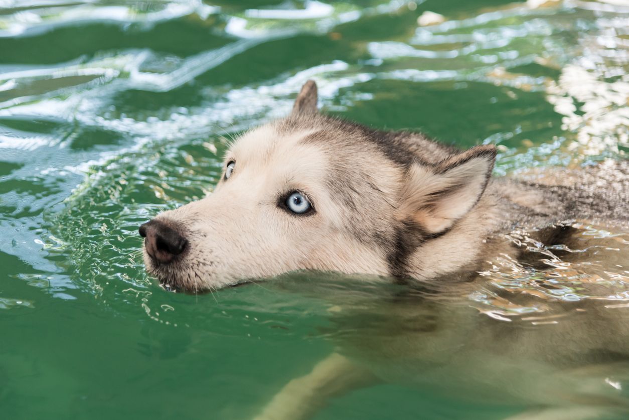 Zee, meer of rivier: welke zwemplek past bij jouw hond?