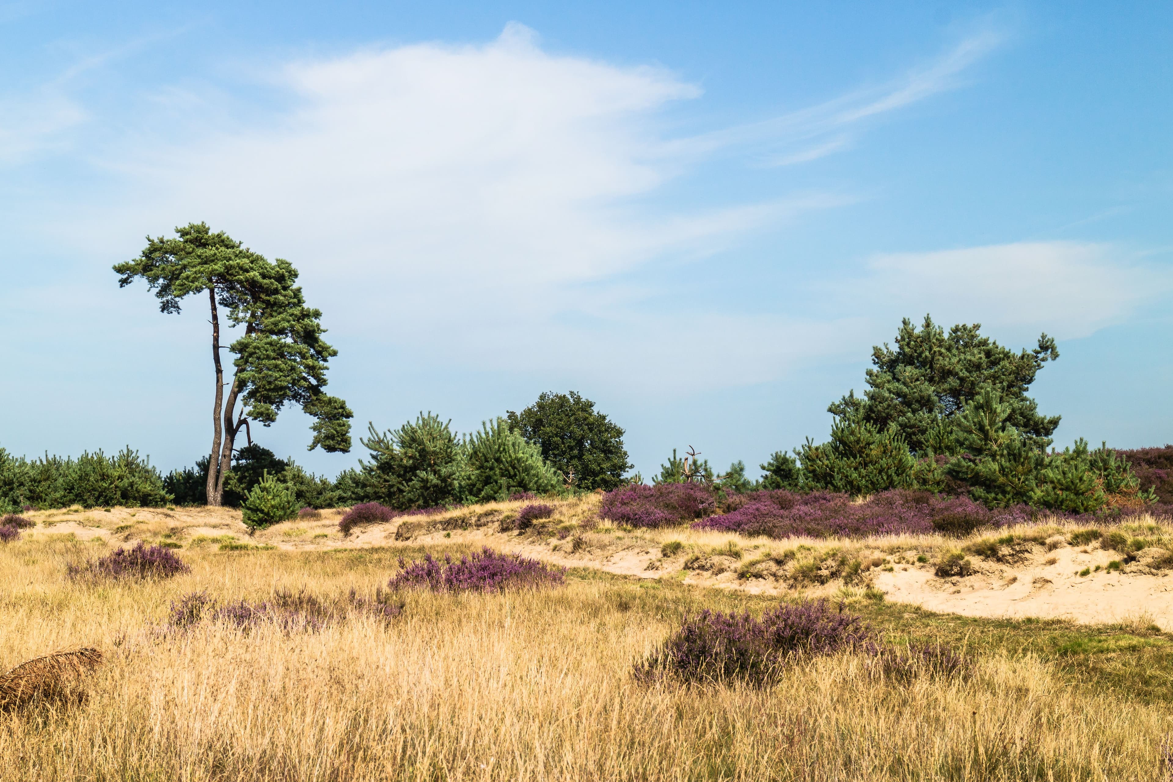 Aekingerpad: loslopen en zwemmen in het Drents-Friese Wold