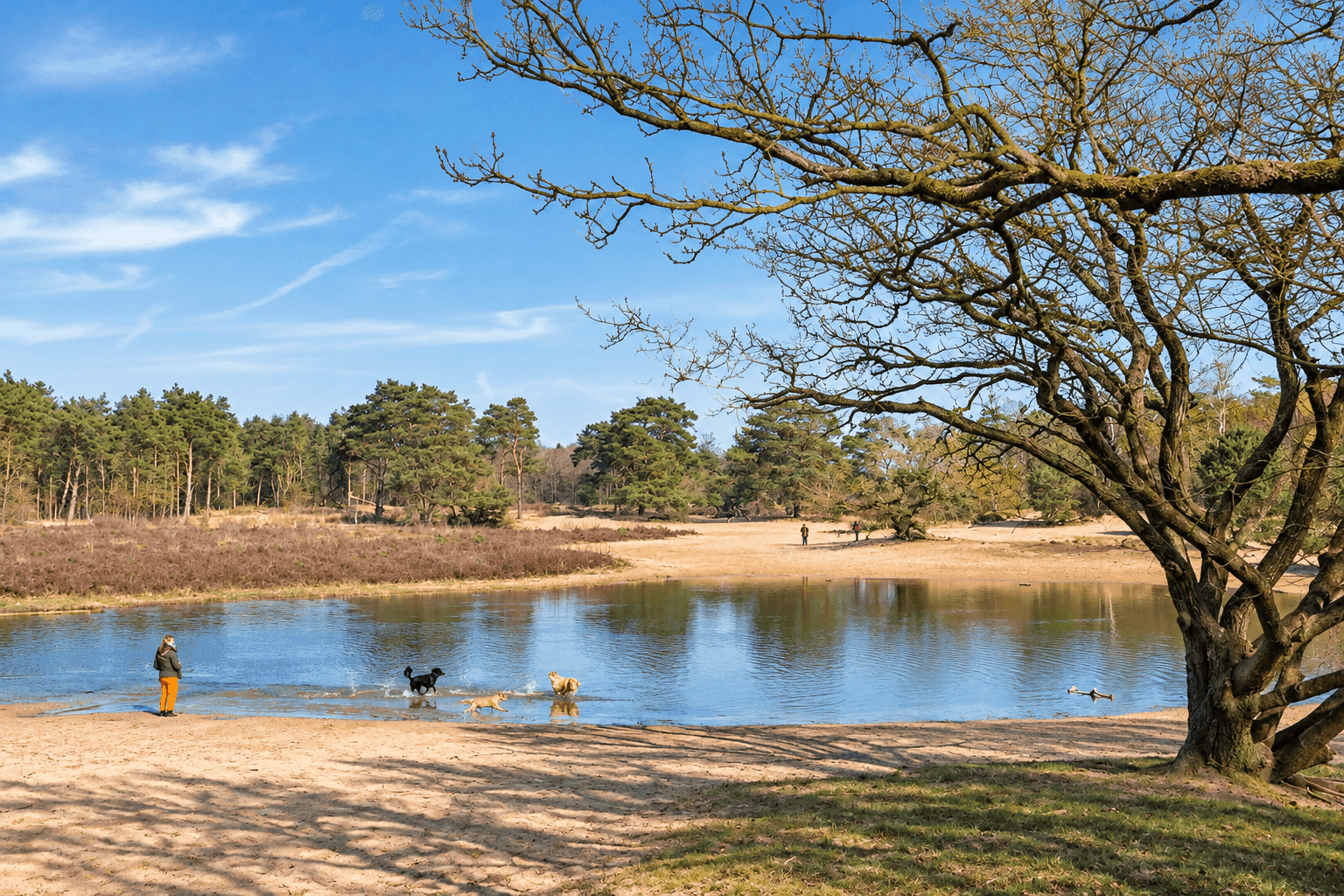 Rennen over zand en door de poel in de Bakkeveense Duinen