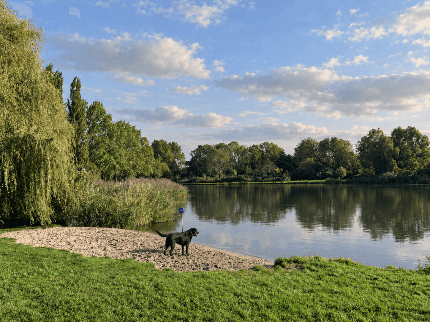 Bultpark & hondenstrand – Lelystad