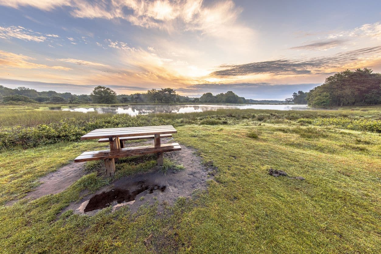 Nationaal Park Dwingelderveld met hond