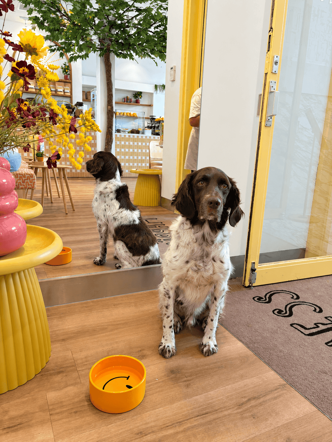 The Happiness Café Haarlem: gezond brunchen met je hond