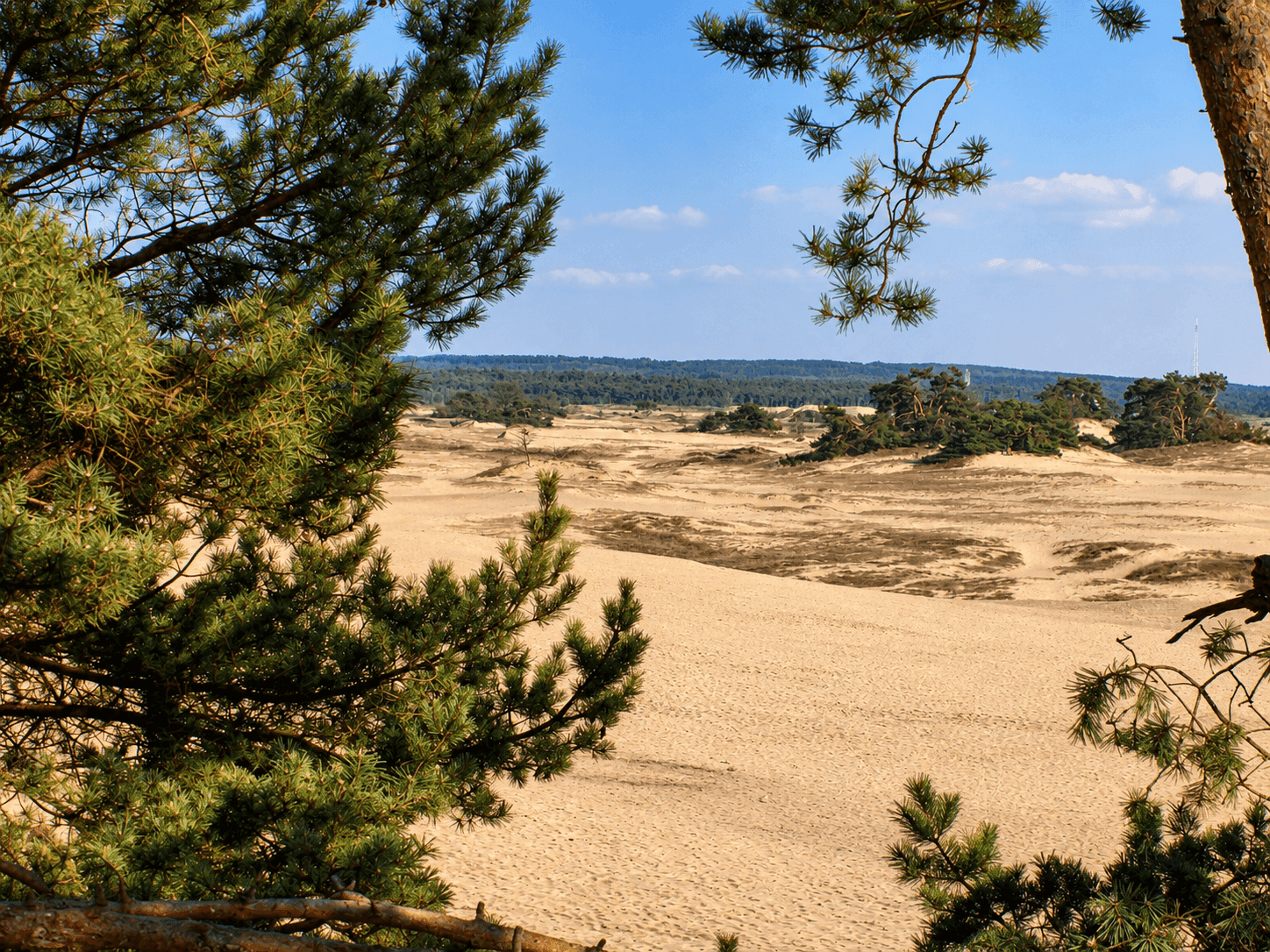 Kootwijkerzand: wandelen door de Sahara van de Veluwe