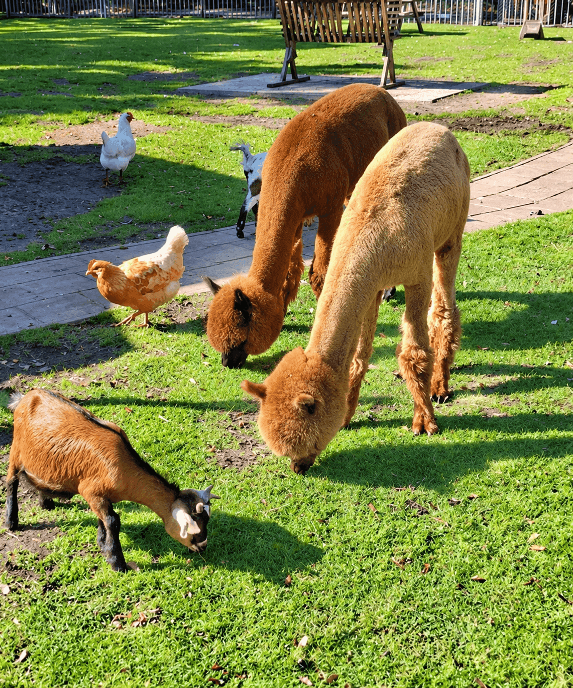 Dieren ontmoeten bij Kinderboerderij Pekela