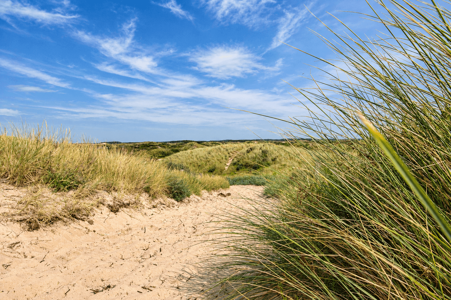 Hondenstrand Bloemendaal aan Zee: het hele jaar los bij Parnassia