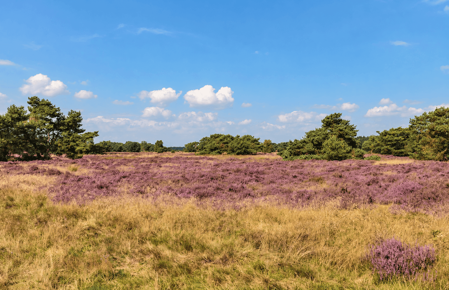 Elsloërveld: heide en ontginningsbos in het Drents-Friese Wold