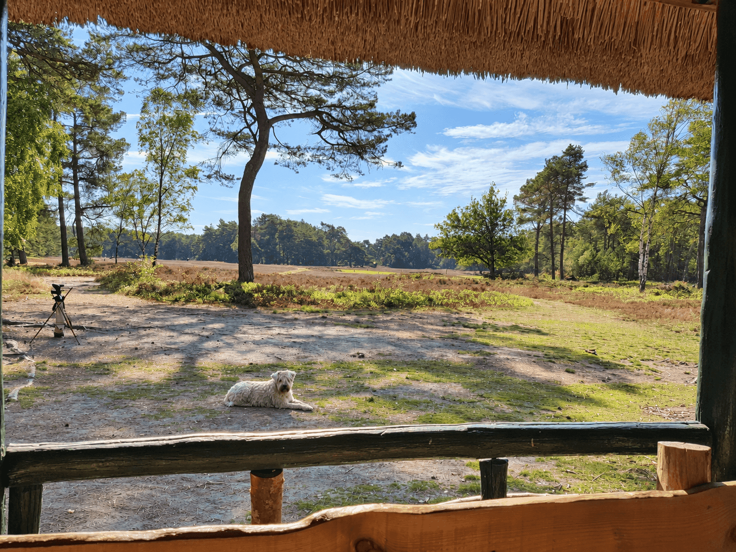 Golfen met je hond over de heide bij De Ullerberg