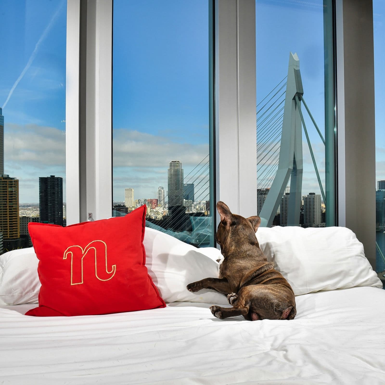 Slapen met skyline én hond bij nhow Rotterdam