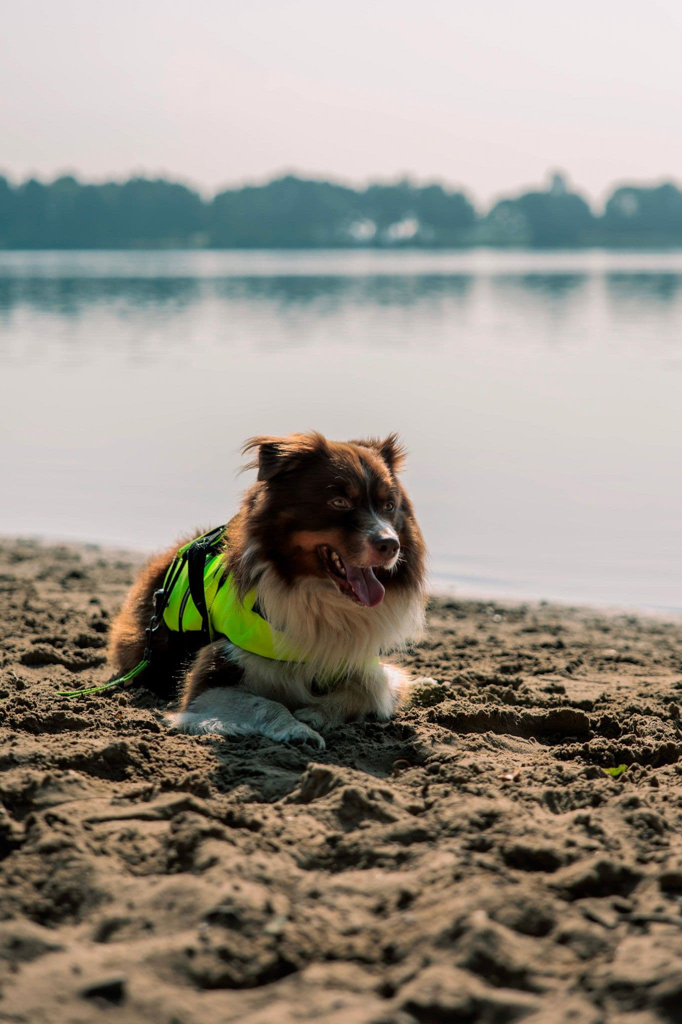 Recreatiegebied Hoge Bijssel: knus hondenstrand aan de Randmeren