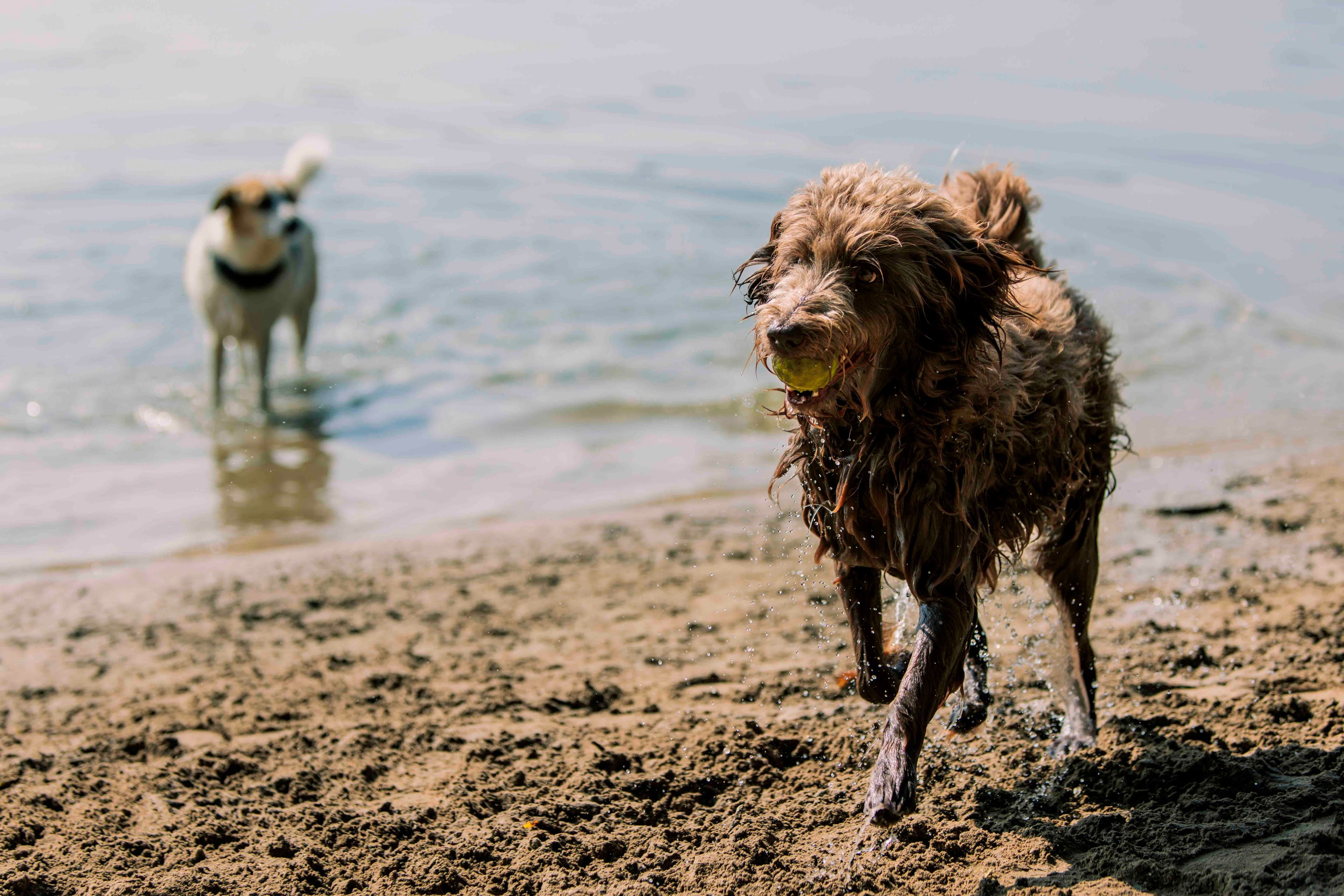 Veluwe aan Zee: kilometers strand om met je hond te rennen