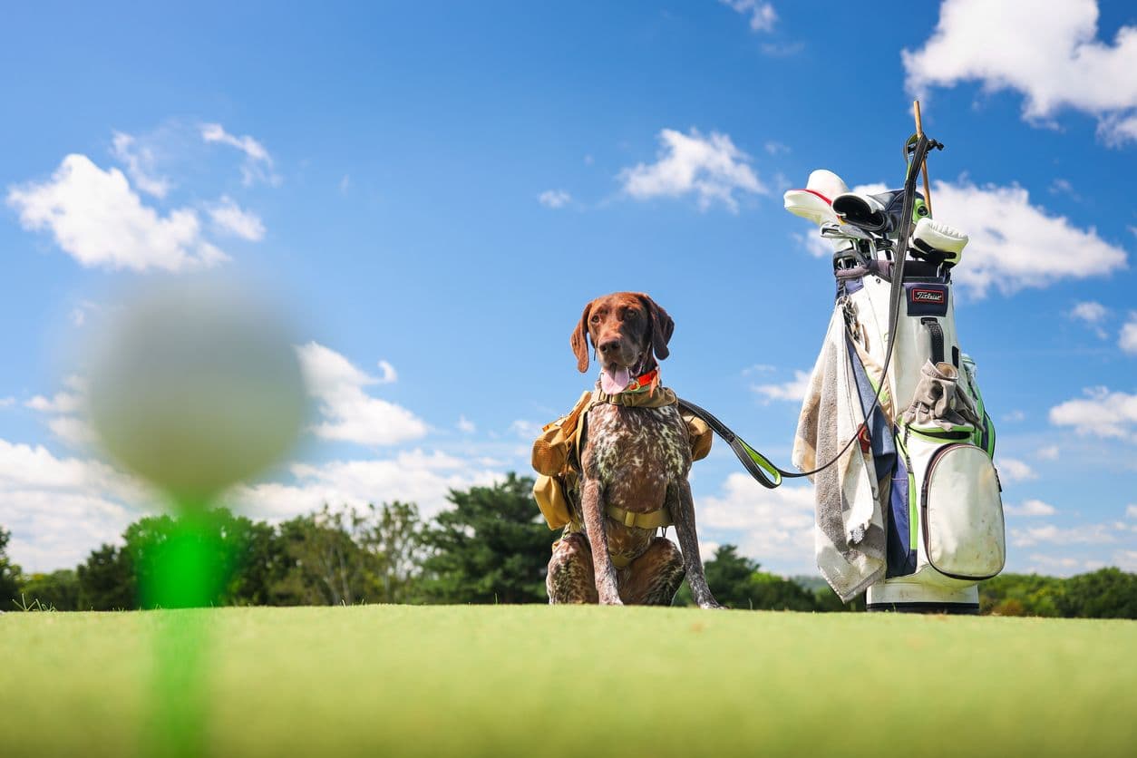 Golfen met je hond aan de voet van de Hondsrug bij De Semslanden