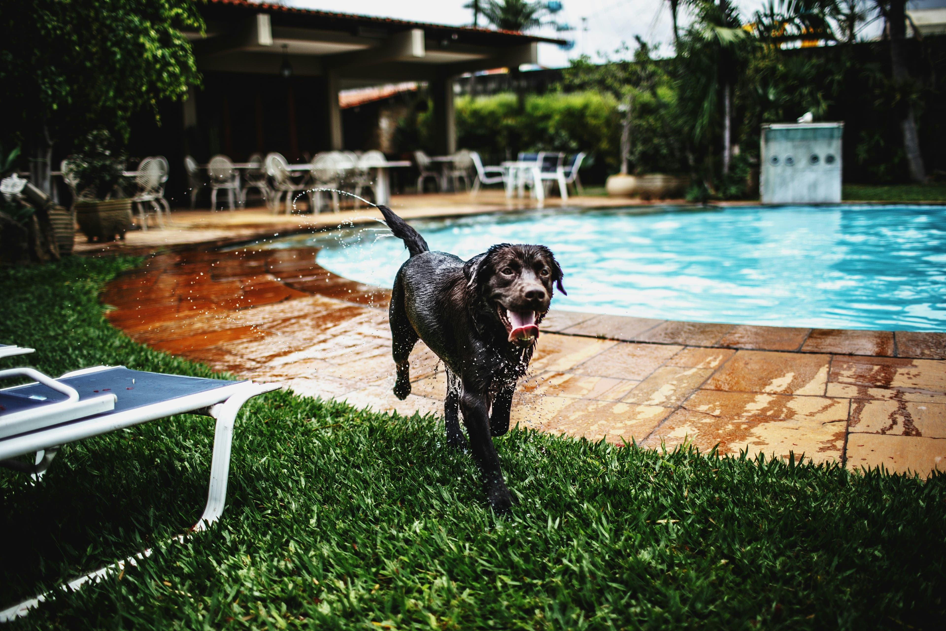 Weekendje weg met je hond? Dit wil je vooraf checken bij glampings en stays