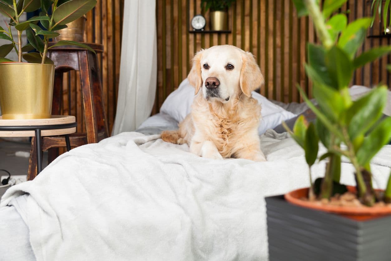 Hondvriendelijk hotel: wat betekent dat in de praktijk?