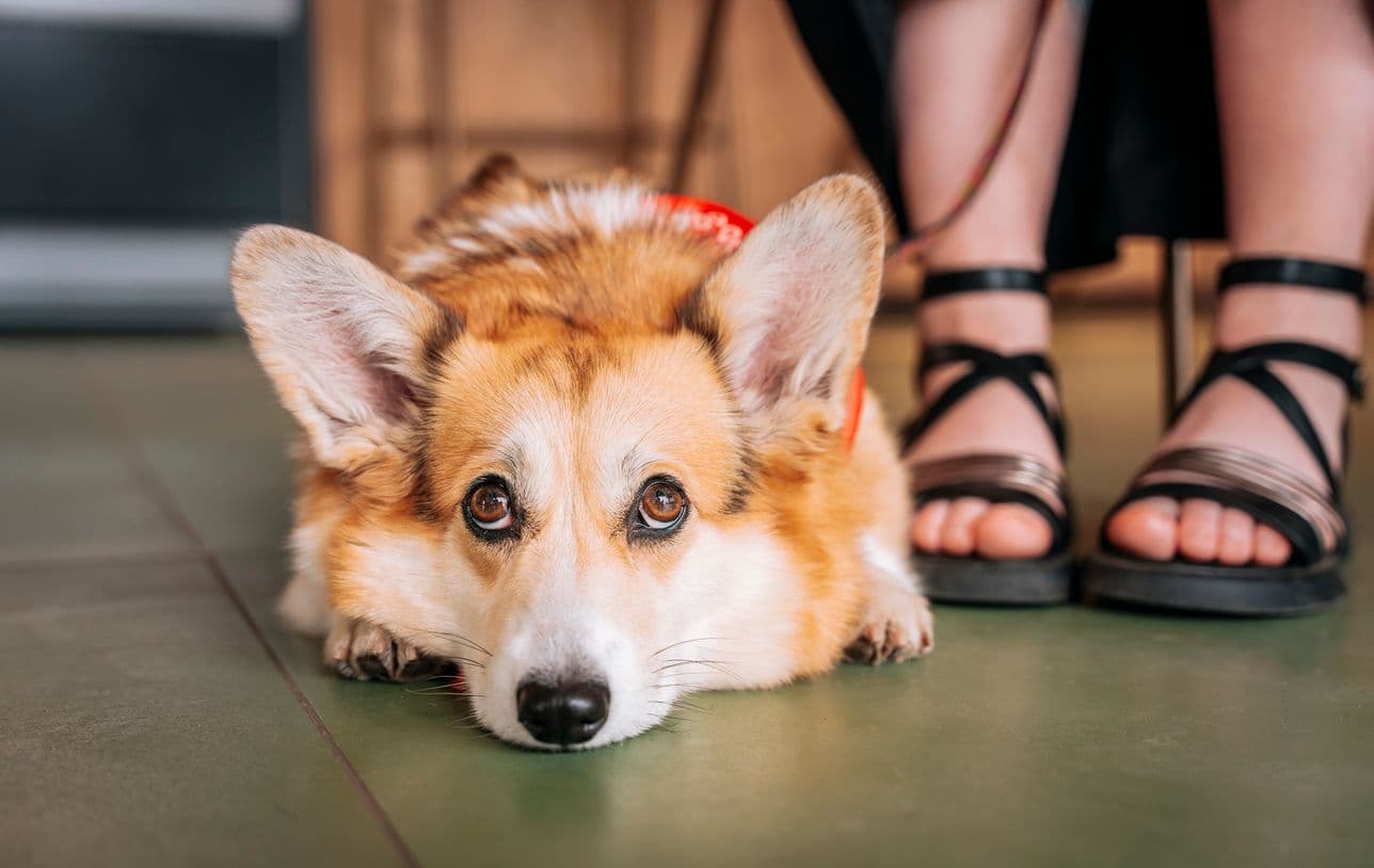 Dog-friendly lunchen in de stad vraagt om andere filters dan je denkt