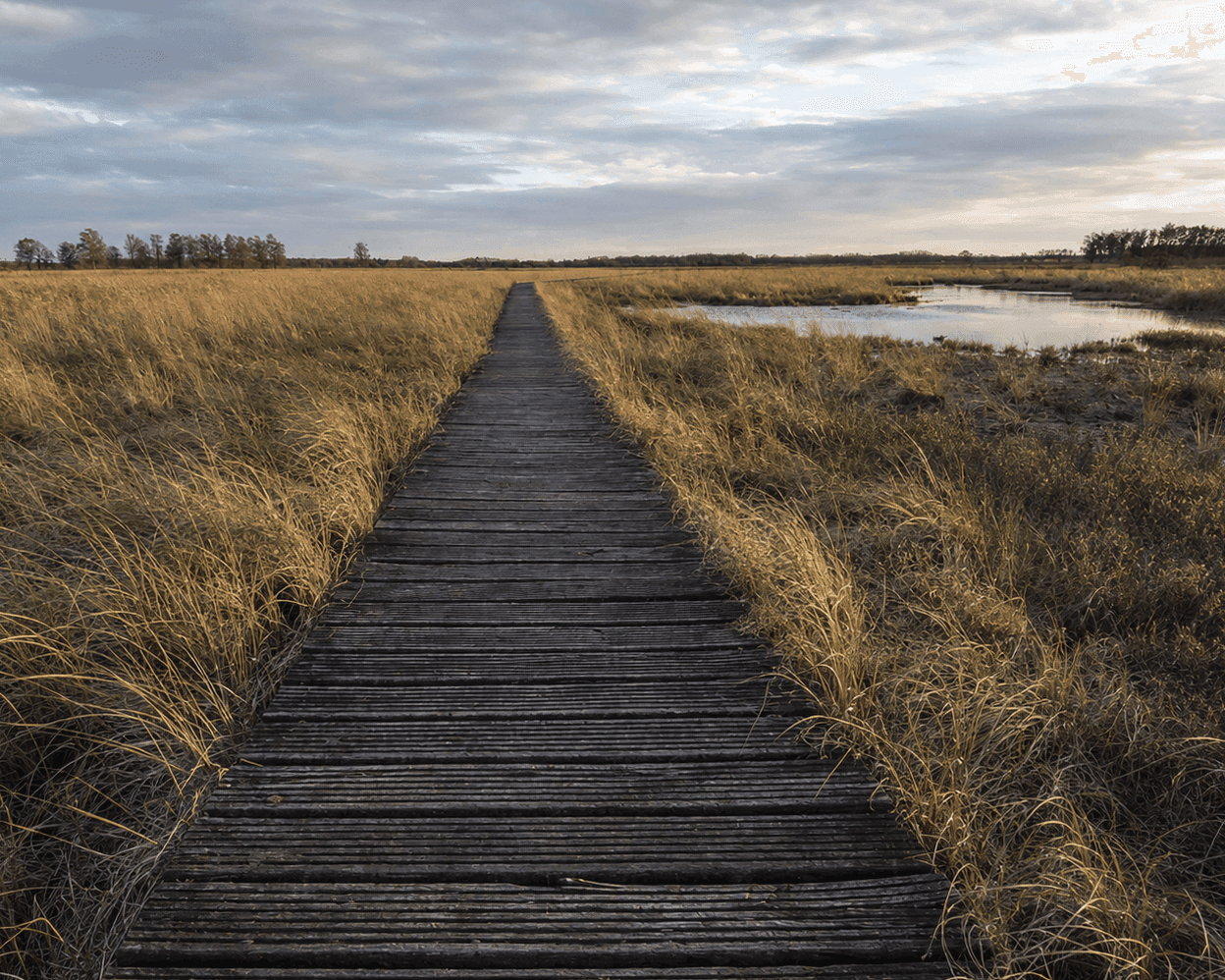Schaapskooiroute Haaksbergerveen