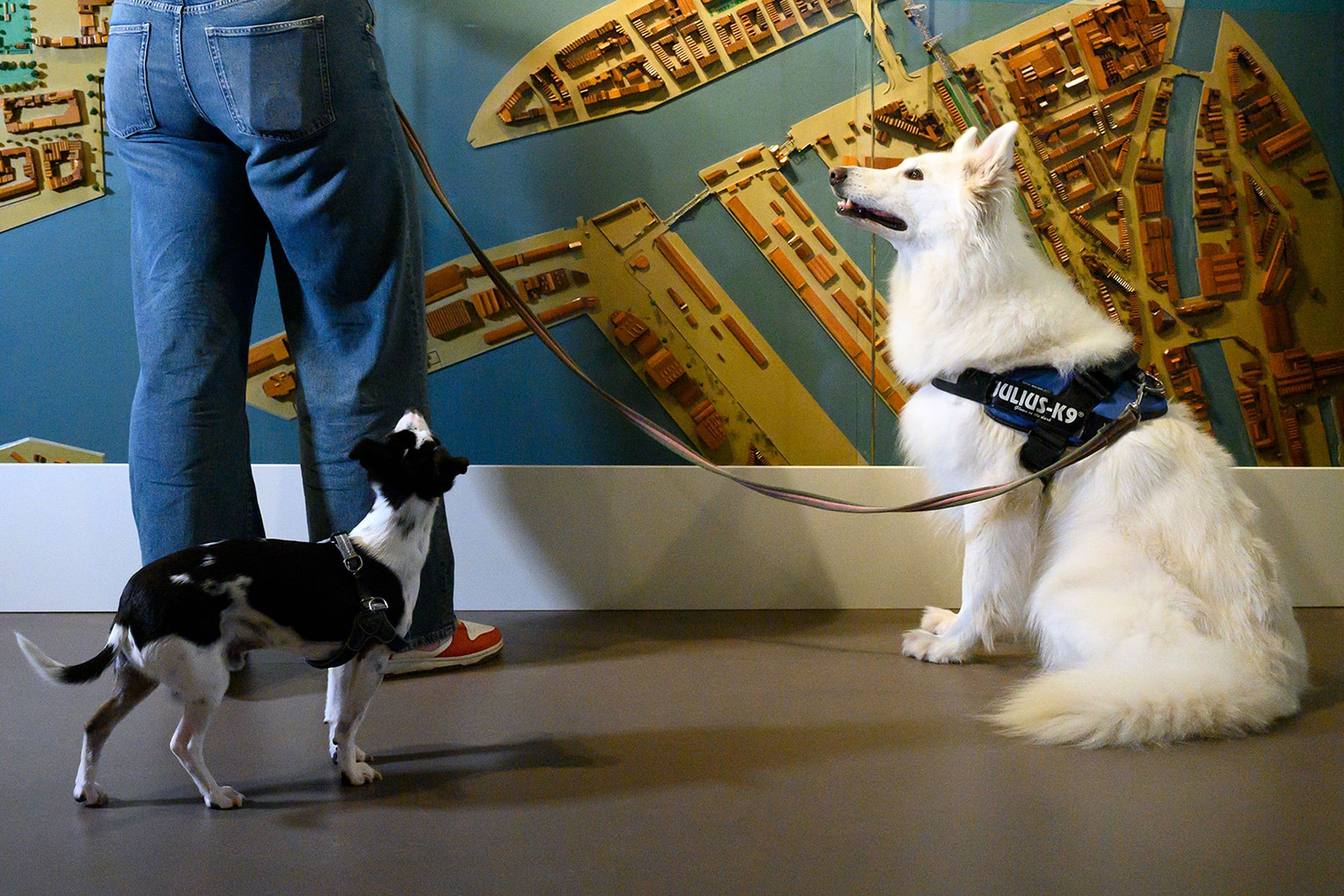 Laatste hondvriendelijke zondag aan de Coolhaven bij Museum Rotterdam