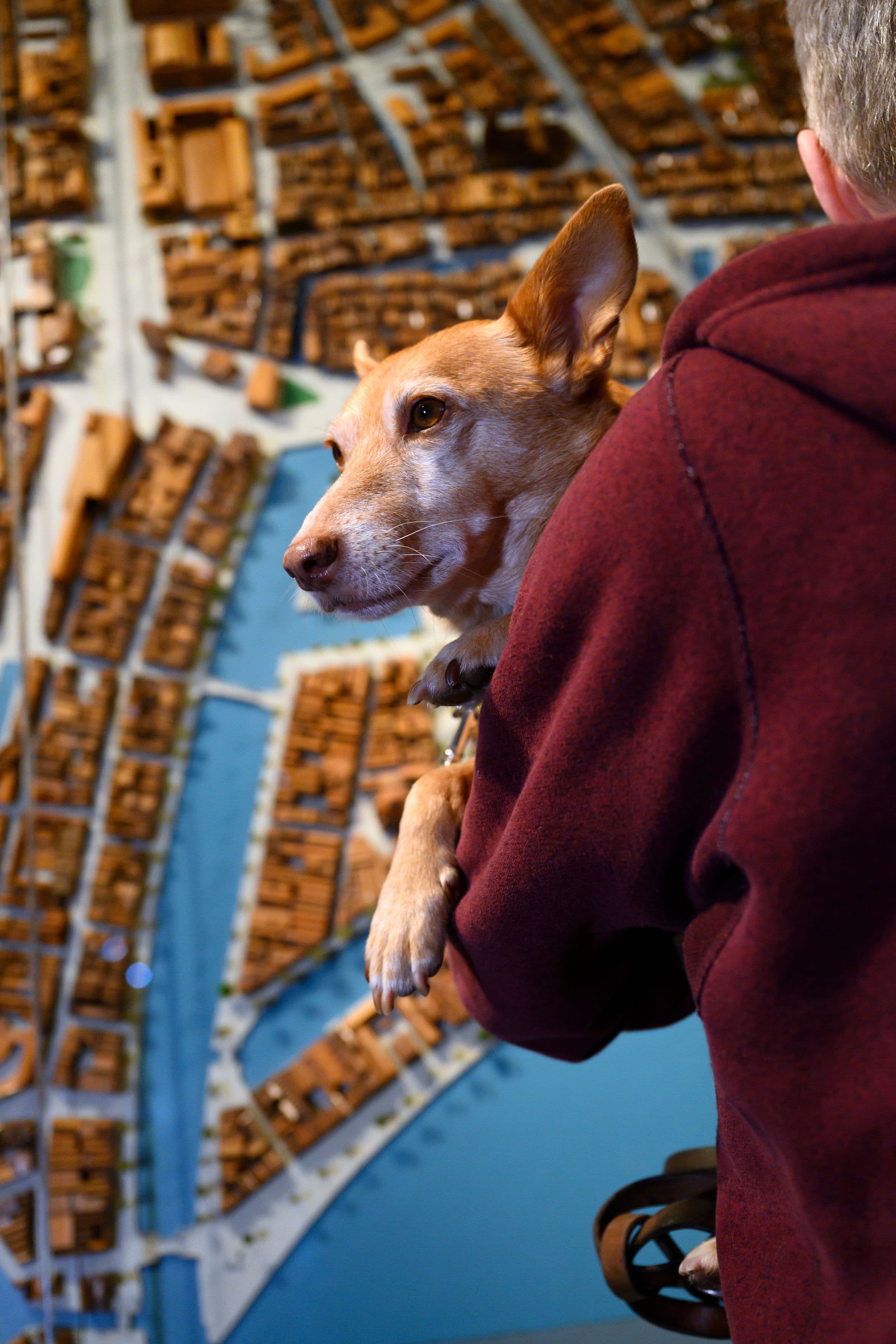 Eerste hondvriendelijke zondag in Het Steiger bij Museum Rotterdam