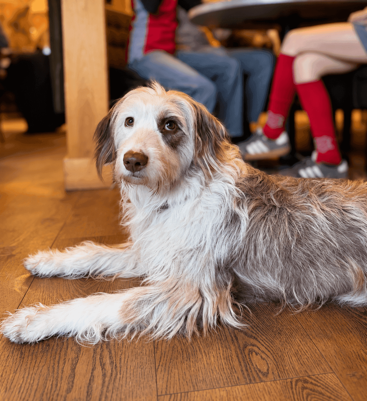 Wat is hondvriendelijk eigenlijk? Zo kijkt Sniffz ernaar