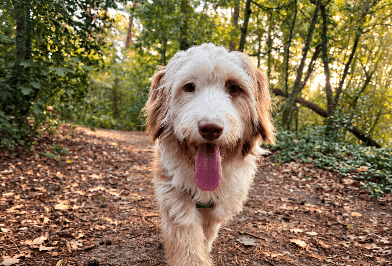 Losloopgebieden in en rond Amersfoort: 8 plekken waar je hond los mag