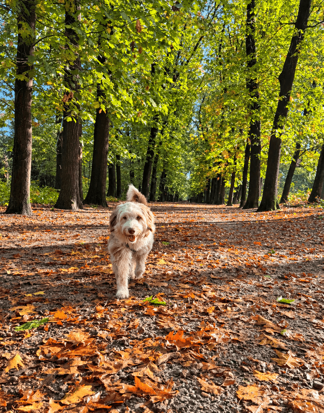 Met je hond te gast in de natuur